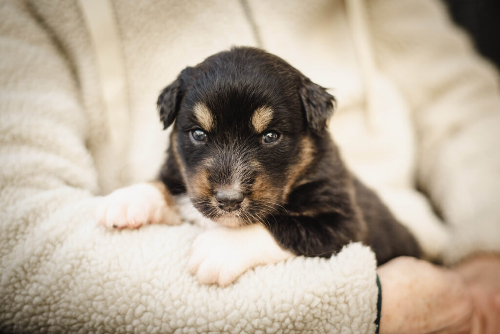 Australian Shepherds of MagnificentSoul | ehemals Madmexx-Aussies Wurfankündigung für das Frühjahr 2026