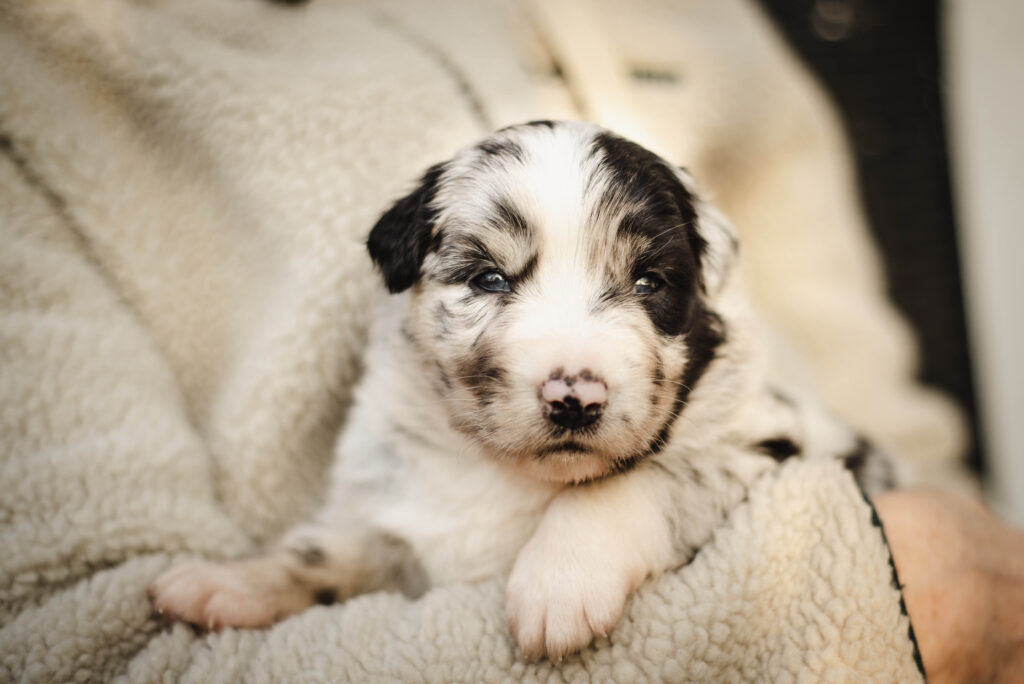 Australian Shepherds of MagnificentSoul | ehemals Madmexx-Aussies Wurfankündigung für das Frühjahr 2026