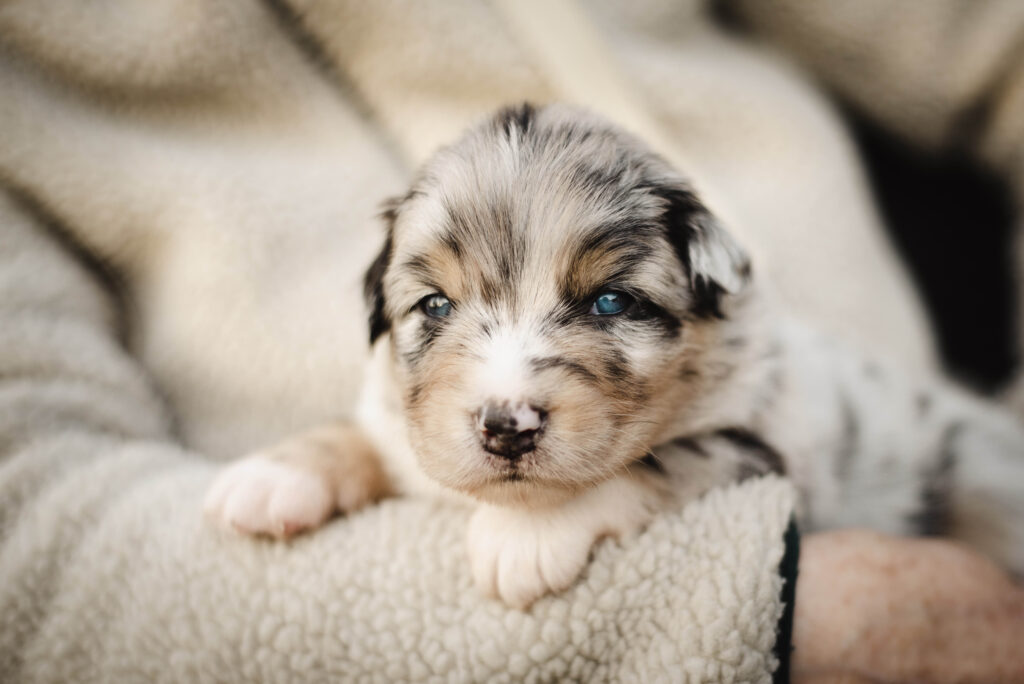 Australian Shepherds of MagnificentSoul | ehemals Madmexx-Aussies Wurfankündigung für das Frühjahr 2026