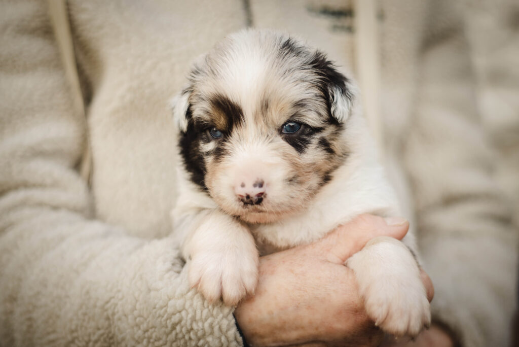 Australian Shepherds of MagnificentSoul | ehemals Madmexx-Aussies Wurfankündigung für das Frühjahr 2026