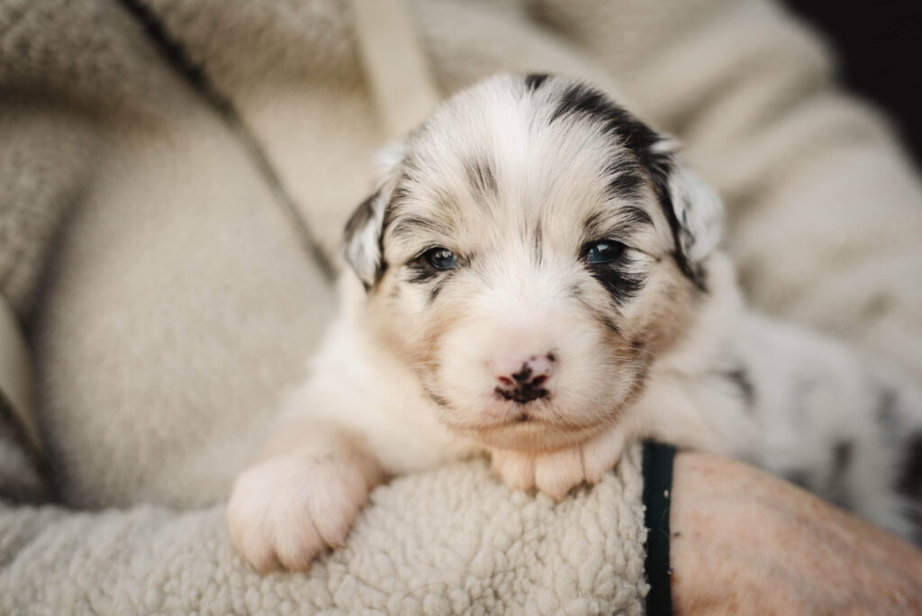 Australian Shepherds of MagnificentSoul | ehemals Madmexx-Aussies Wurfankündigung für das Frühjahr 2026