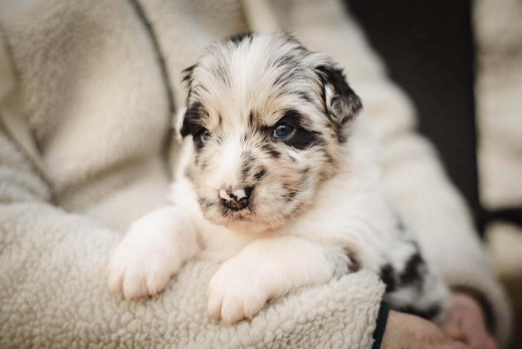 Australian Shepherds of MagnificentSoul | ehemals Madmexx-Aussies Wurfankündigung für das Frühjahr 2026