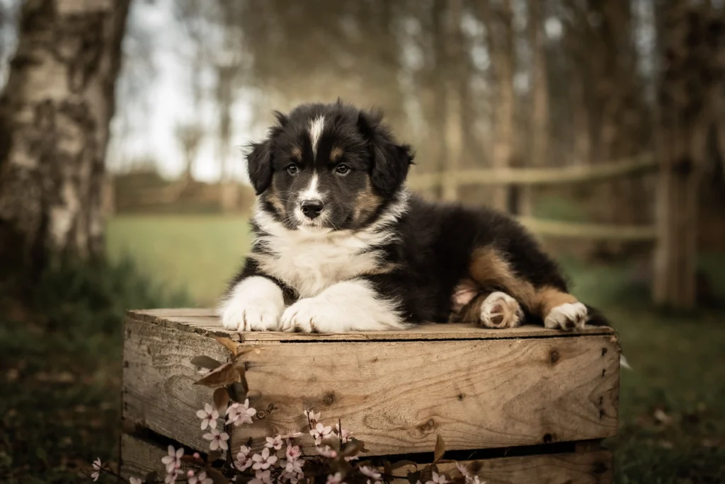 Australian Shepherds of MagnificentSoul | ehemals Madmexx-Aussies Wurfankündigung für das Frühjahr 2026