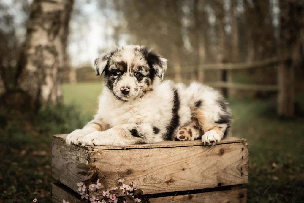 Australian Shepherds of MagnificentSoul | ehemals Madmexx-Aussies Wurfankündigung für das Frühjahr 2026