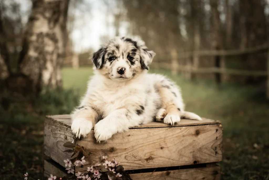 Australian Shepherds of MagnificentSoul | ehemals Madmexx-Aussies Wurfankündigung für das Frühjahr 2026