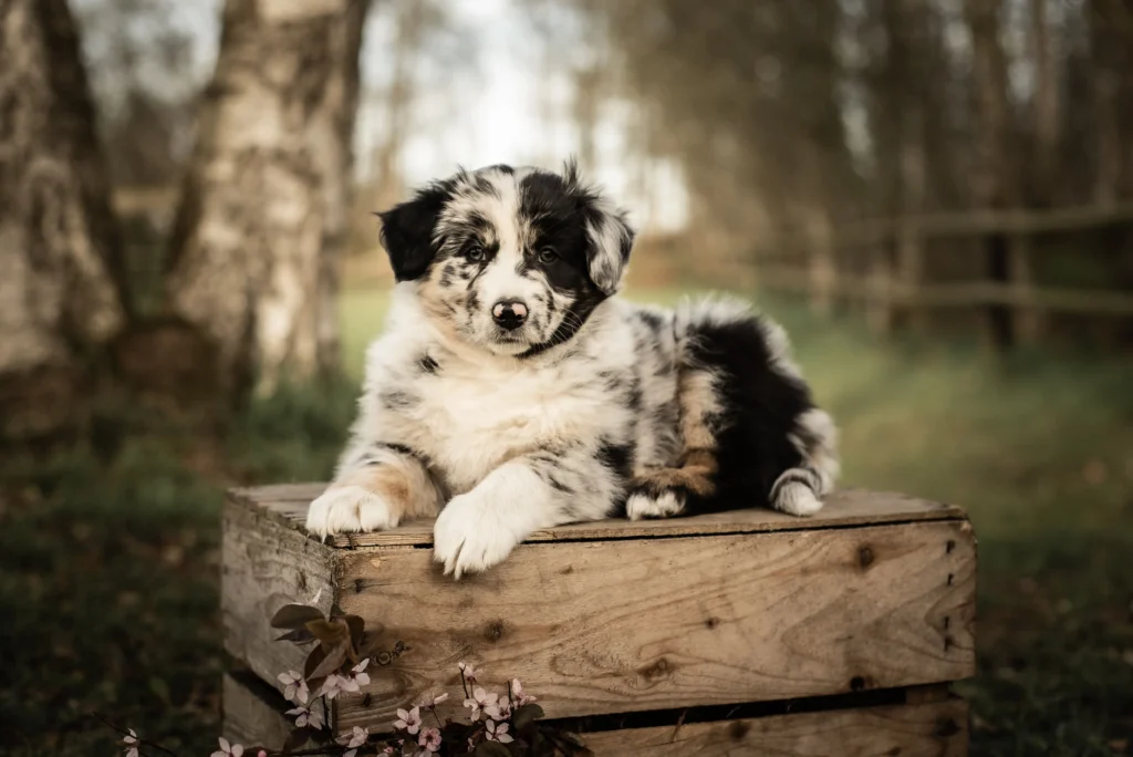 Australian Shepherds of MagnificentSoul | ehemals Madmexx-Aussies Wurfankündigung für das Frühjahr 2026