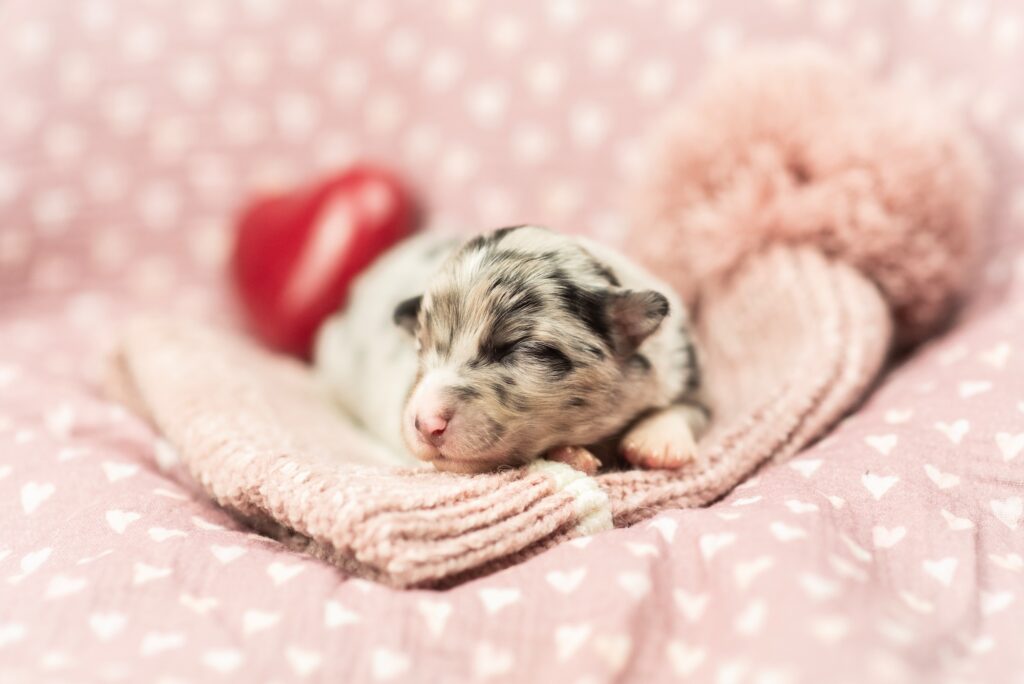 Australian Shepherds of MagnificentSoul | ehemals Madmexx-Aussies Wurfankündigung für das Frühjahr 2026