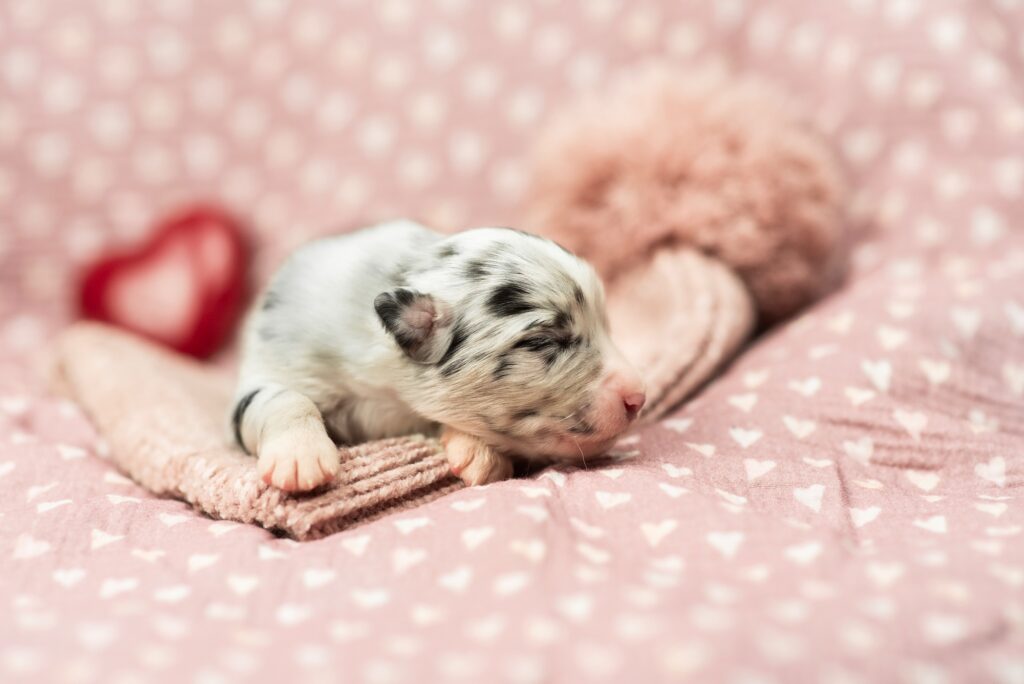 Australian Shepherds of MagnificentSoul | ehemals Madmexx-Aussies Wurfankündigung für das Frühjahr 2026