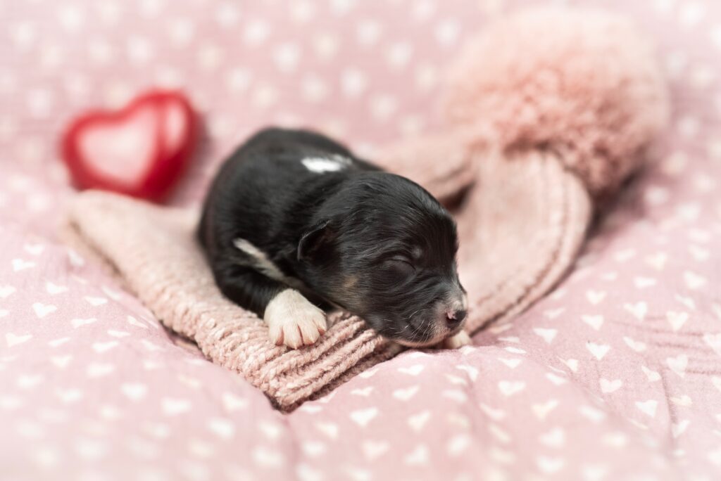 Australian Shepherds of MagnificentSoul | ehemals Madmexx-Aussies Wurfankündigung für das Frühjahr 2026