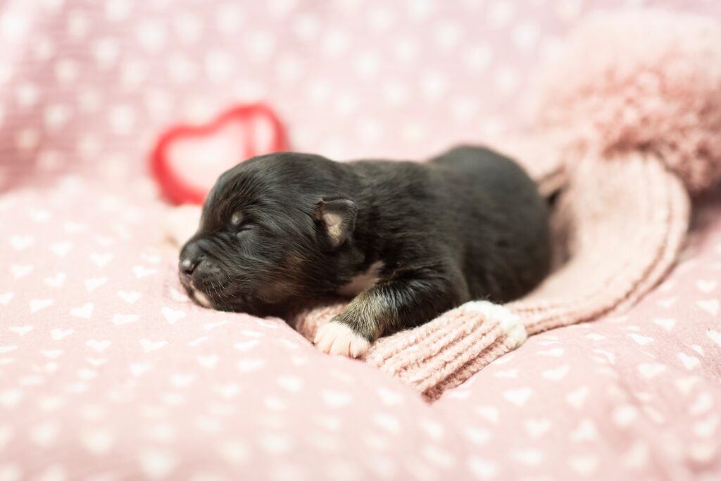 Australian Shepherds of MagnificentSoul | ehemals Madmexx-Aussies Wurfankündigung für das Frühjahr 2026