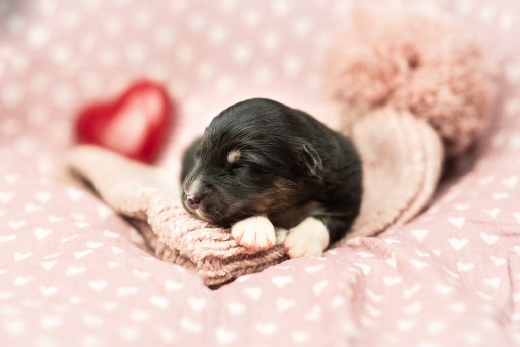 Australian Shepherds of MagnificentSoul | ehemals Madmexx-Aussies Wurfankündigung für das Frühjahr 2026